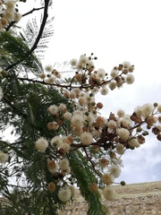 Leucaena esculenta