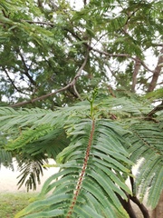 Leucaena esculenta