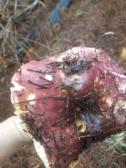 Russula mendocinensis