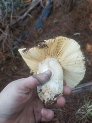 Russula mendocinensis