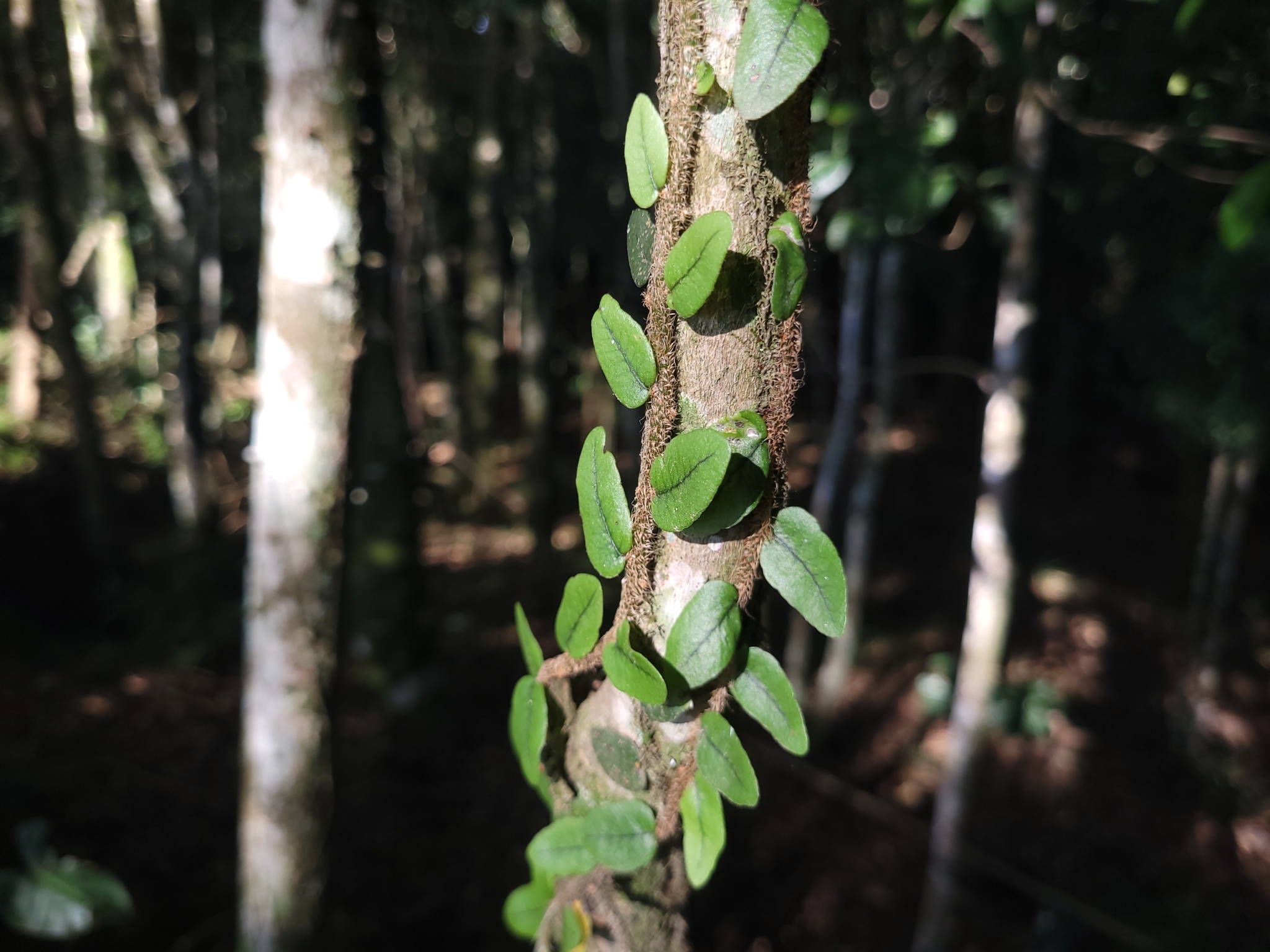 Microgramma vaccinifolia