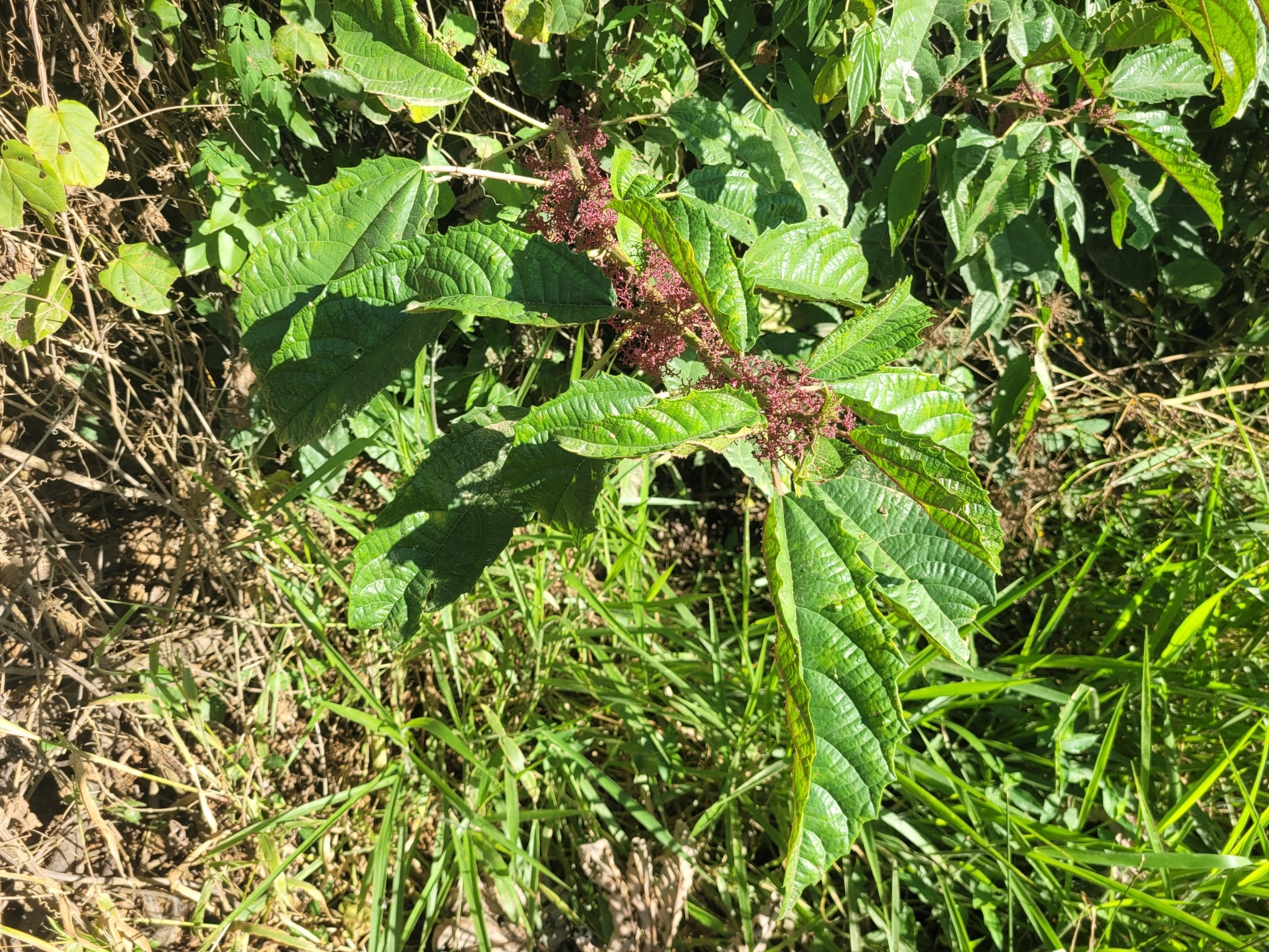 Urera nitida