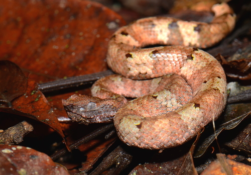 Photo of a Sumatran Palm Pit Viper (Craspedocephalus andalasensis)