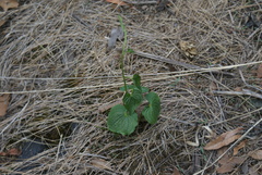 Dioscorea galeottiana, photograph (c) Jordi Martínez Martínez, some rights reserved (CC BY)