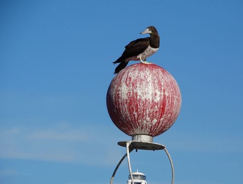 Cocos Booby (Sula brewsteri)