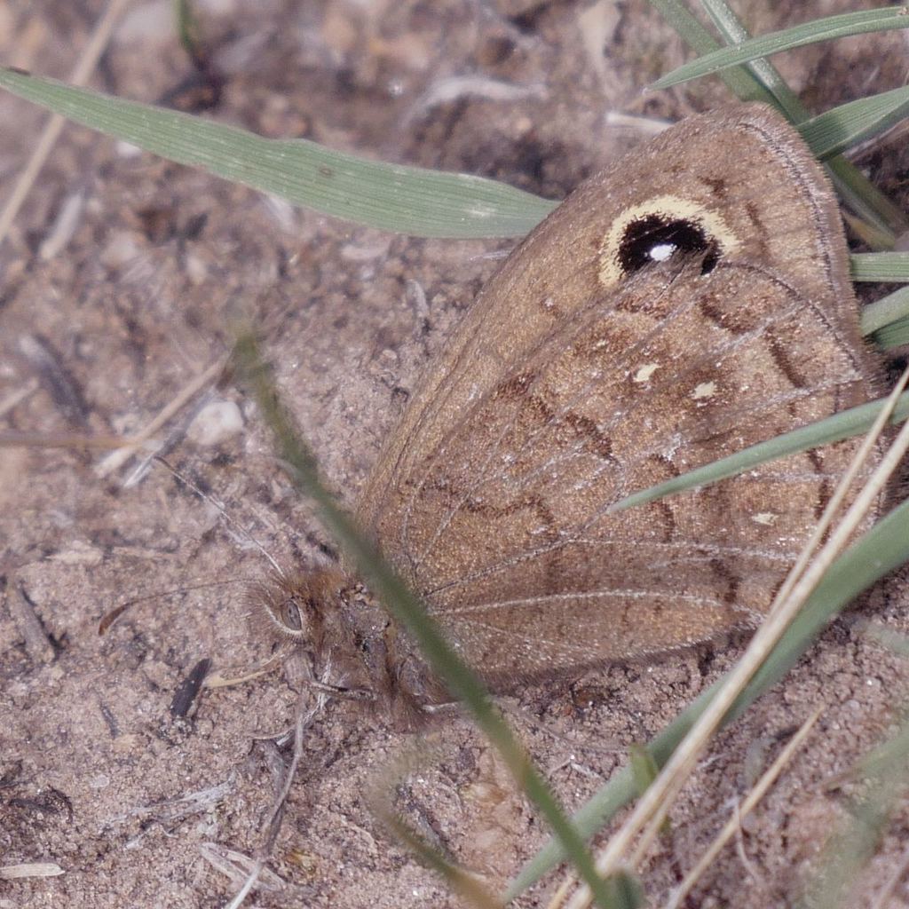 Pampasatyrus nilesi