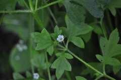Nemophila