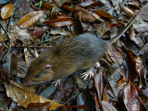 Moojen's Atlantic Spiny-rat (Trinomys moojeni) — Endangered Mammalia
