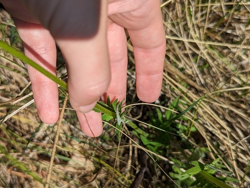 Image of Valeriana uliginosa by (c) Skyler Principe, some rights reserved (CC BY)