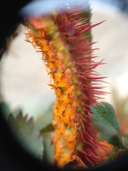 Phragmidium tuberculatum