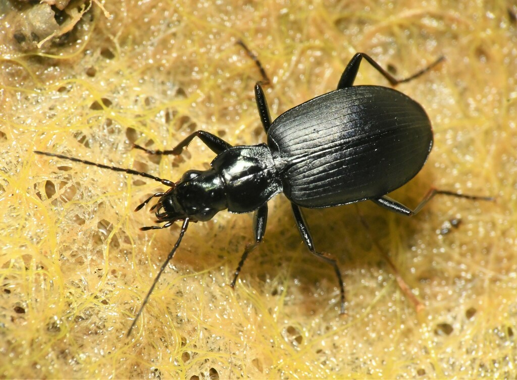 Anchomenus funebris