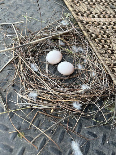 Uolinis karvelis nuotrauka