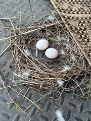Rock Dove photo 5