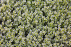 Racomitrium canescens