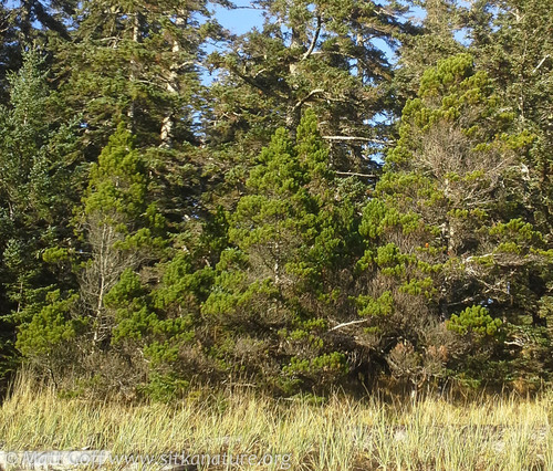 Pinus contorta