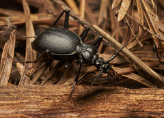 Scaphinotus cristatus