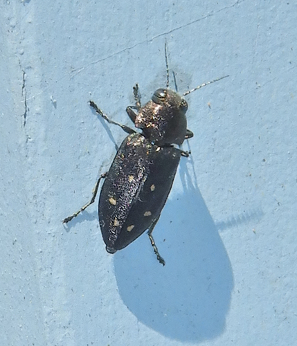 Hemlock Borer