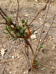 Phragmidium tuberculatum