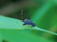 Adelphocoris triannulatus