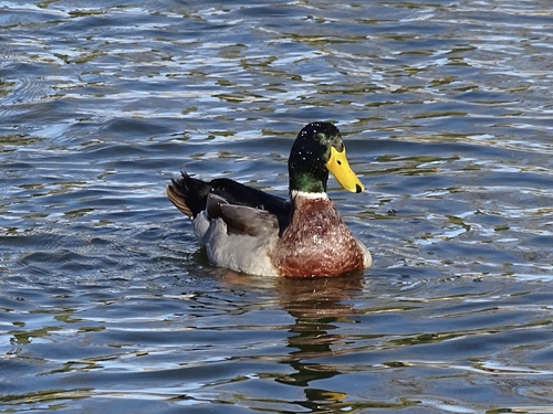 Domestic Mallard photographed in New Mexico