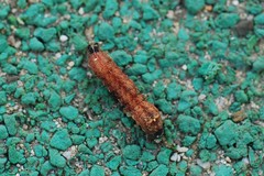 Lepidoptera