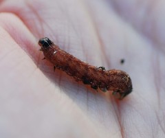Lepidoptera