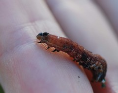 Lepidoptera