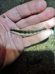 Bridled Darter photo 3