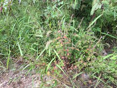 Mosla dianthera
