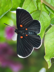 Melanis acroleuca acroleuca