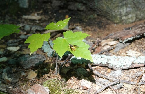 Spotted Wood Fly photo 5