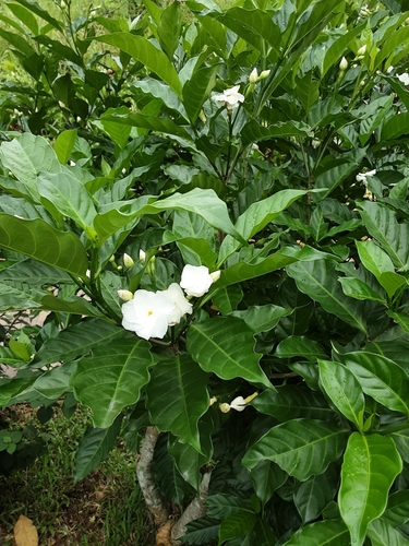 Tabernaemontana divaricata