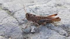 Rhammatocerus viatorius