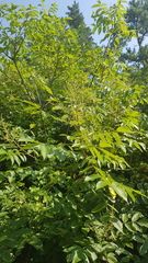 Rhus javanica