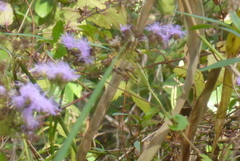 Ageratum conyzoides