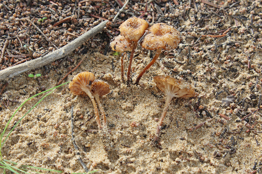 Laccariopsis
