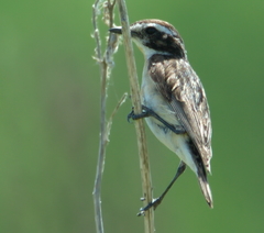 Saxicola rubetra