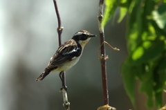 Saxicola rubetra