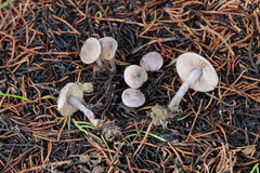 Pseudobaeospora pallidifolia