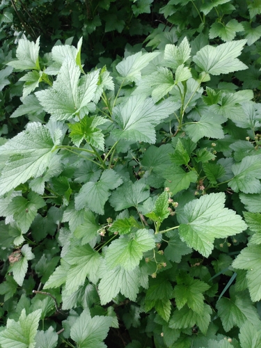 Ribes nigrum