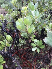 Arctostaphylos columbiana