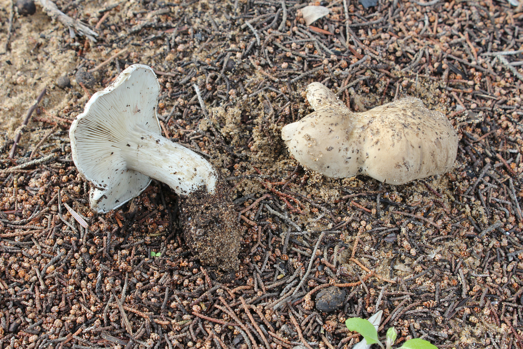 Rhodocybe malenconii