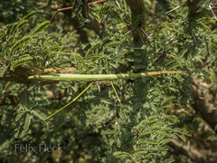 Pseudosermyle tridens