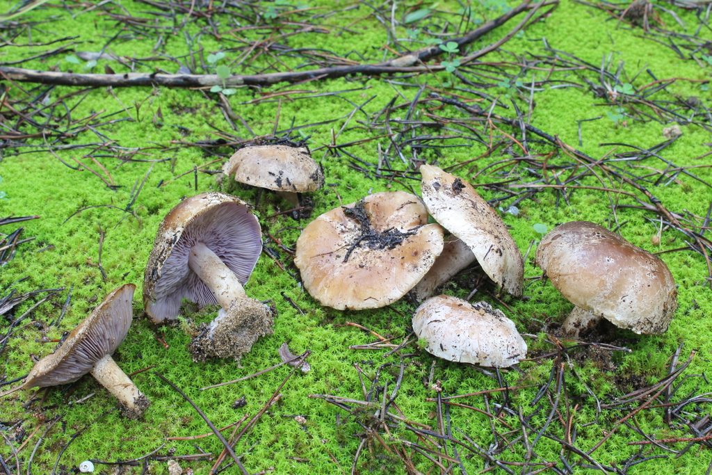Tricholosporum tetragonosporum