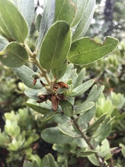 Arctostaphylos columbiana