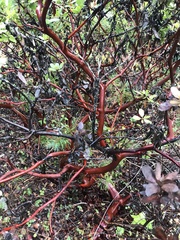 Arctostaphylos columbiana