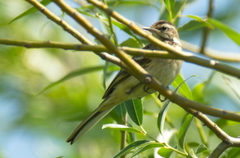 Motacilla flava