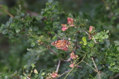 Serjania brachycarpa