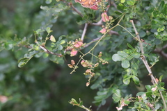 Serjania brachycarpa