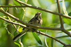 Motacilla flava
